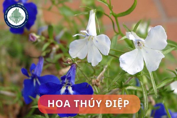 Ý nghĩa phong thủy của hoa thúy điệp? Những lưu ý khi đặt hoa thúy điệp trong nhà đúng phong thủy