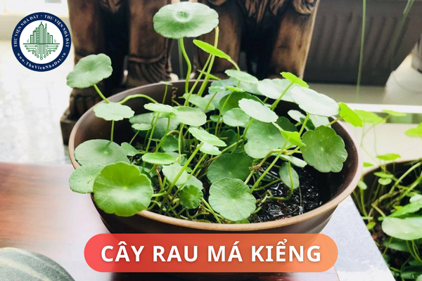 Ý nghĩa phong thủy của cây rau má kiểng là gì? Đặt cây rau má kiểng ở đâu trong nhà thì hợp phong thủy?