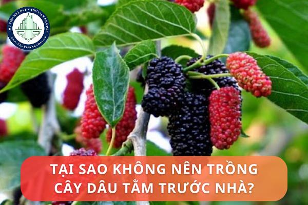 thuviennhadat.vn