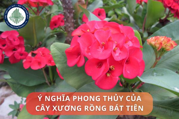 Ý nghĩa phong thủy của cây xương rồng bát tiên. Vị trí đặt cây xương rồng bát tiên đúng phong thủy nhà ở