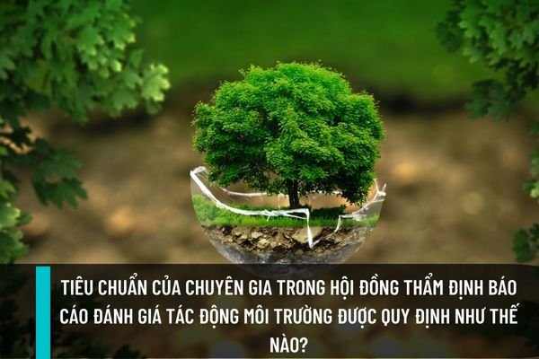 Tiêu chuẩn của chuyên gia trong hội đồng thẩm định báo cáo đánh giá tác động môi trường được quy định như thế nào? (Hình từ Internet)