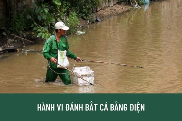 Hành vi đánh bắt cá bằng điện sẽ bị phạt bao nhiêu tiền? Có bị truy cứu trách nhiệm hình sự không?