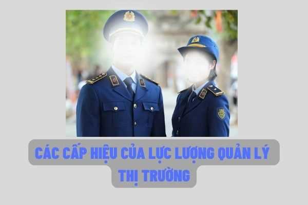 Cấp hiệu quản lý thị trưởng là gì? Lực lượng quản lý thị trường bao gồm những cấp hiệu như thế nào?