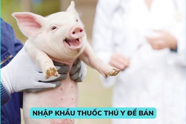 Nhập khẩu thuốc thú y để bán thì có cần phải xin giấy phép không? Quyền và nghĩa vụ của tổ chức nhập khẩu thuốc thú y để bán là gì?