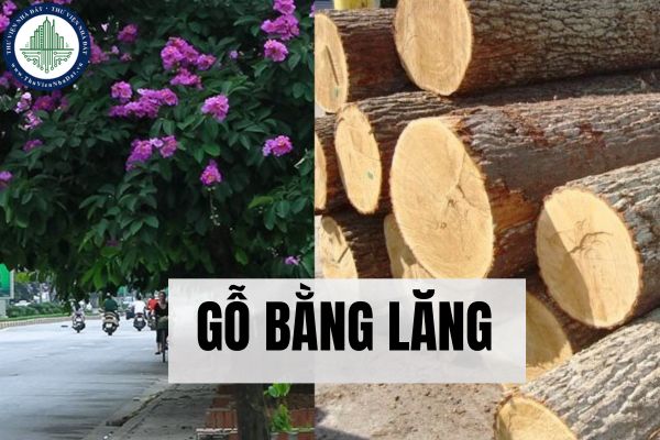 Gỗ bằng lăng là gì? Ưu và nhược điểm của gỗ bằng lăng?