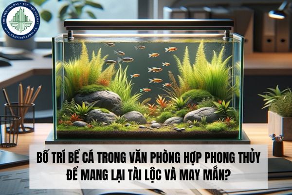 Bố trí bể cá trong văn phòng hợp phong thủy để mang lại tài lộc và may mắn?