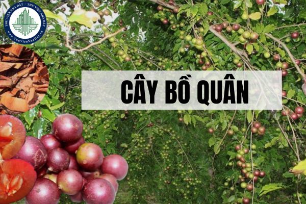 Cây bồ quân là gì? Tác dụng của cây bồ quân trong cuộc sống?