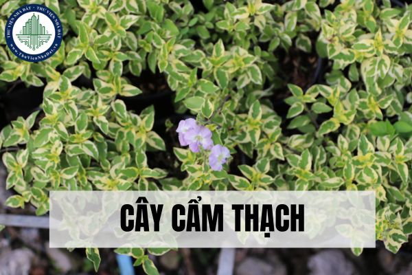 Cây cẩm thạch là gì? Ý nghĩa phong thủy của cây cẩm thạch?