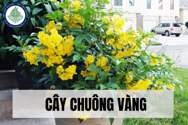 Vị trí thích hợp trồng cây chuông vàng tại nhà theo phong thủy?