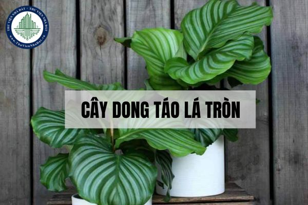 Vị trí thích hợp trồng cây dong táo lá tròn theo phong thuỷ?