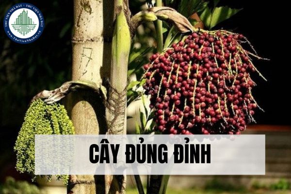 Cây đủng đỉnh là gì? Công dụng của cây đủng đỉnh trong đời sống?