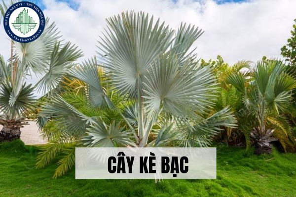 Cây kè bạc là cây gì? Ý nghĩa phong thủy của cây kè bạc?