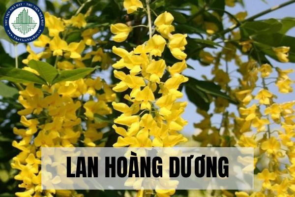 Lan Hoàng Dương là gì? Vị trí thích hợp trồng Lan Hoàng Dương?