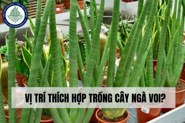 Vị trí thích hợp trồng cây ngà voi?