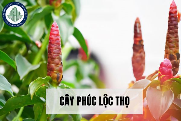 Ý nghĩa và công dụng của cây phúc lộc thọ trong đời sống?