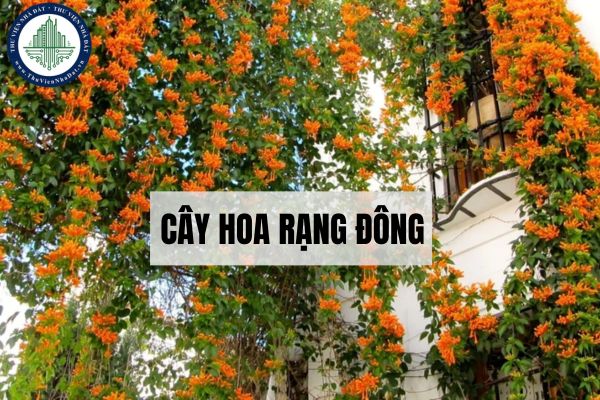 Cây hoa rạng đông là cây gì? Ý nghĩa phong thủy của cây hoa rạng đông?
