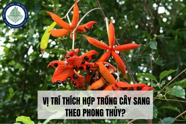 Cây sang là gì? Vị trí trồng cây sang phù hợp theo phong thủy?