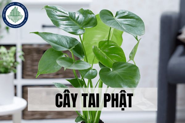 Cây tai phật là gì? Vị trí thích hợp đặt cây tai phật trong nhà hợp phong thủy?