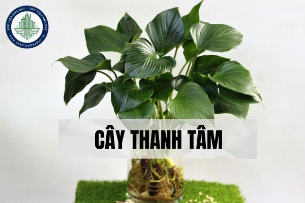 Vị trí thích hợp trồng cây Thanh Tâm trong nhà theo phong thủy?