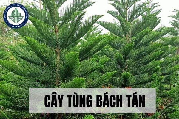 Ứng dụng cây Tùng Bách Tán trong đời sống?