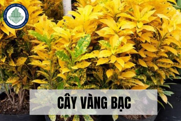 Vị trí phù hợp đặt cây Vàng Bạc theo phong thủy?