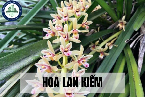 Hoa Lan Kiếm là gì? Vị trí đặt hoa Lan Kiếm trong nhà hợp phong thủy?