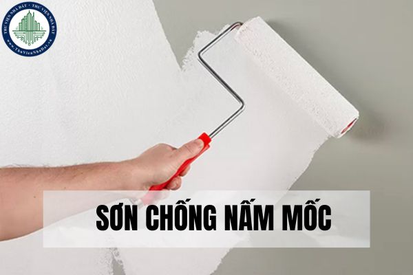 Sơn chống nấm mốc là gì? Lợi ích của sơn chống nấm mốc?