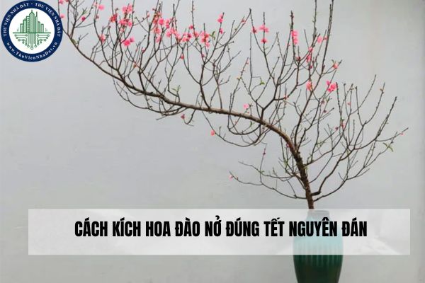 Cách kích hoa đào nở đúng Tết Nguyên đán 