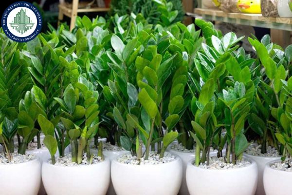 Cây kim tiền hợp mệnh gì? Trồng cây kim tiền trước nhà có tốt không?