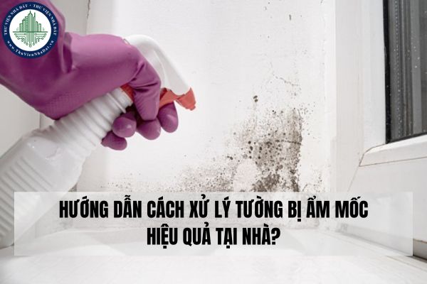 Hướng dẫn cách xử lý tường bị ẩm mốc hiệu quả tại nhà?