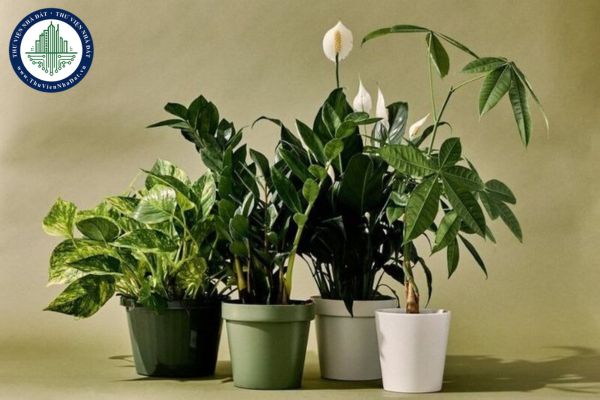 Bí quyết xin vía buôn may bán đắt giúp kinh doanh thuận lợi