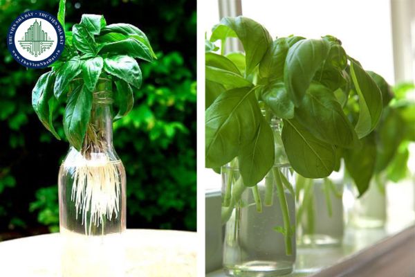 10 loại cây đuổi muỗi tự nhiên, không hóa chất, an toàn cho gia đình