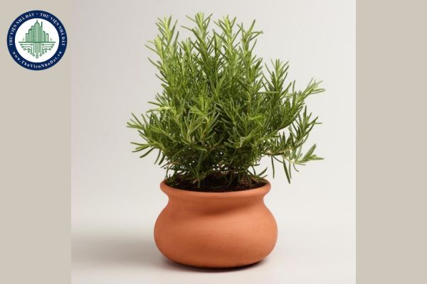 10 loại cây đuổi muỗi tự nhiên, không hóa chất, an toàn cho gia đình