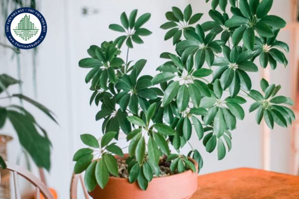 10 loại cây đuổi muỗi tự nhiên, không hóa chất, an toàn cho gia đình