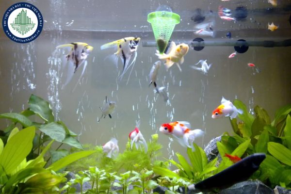 Mệnh Hỏa nuôi cá cải thiện phong thủy được không? Gia chủ Mệnh Hỏa nên chọn loại cá nào?