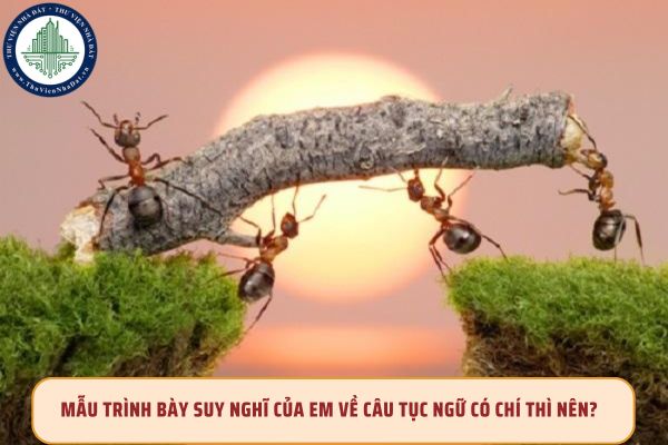 Mẫu trình bày suy nghĩ của em về câu tục ngữ có chí thì nên?