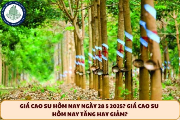 Giá cao su hôm nay ngày 28 5 2025? Giá cao su hôm nay tăng hay giảm?