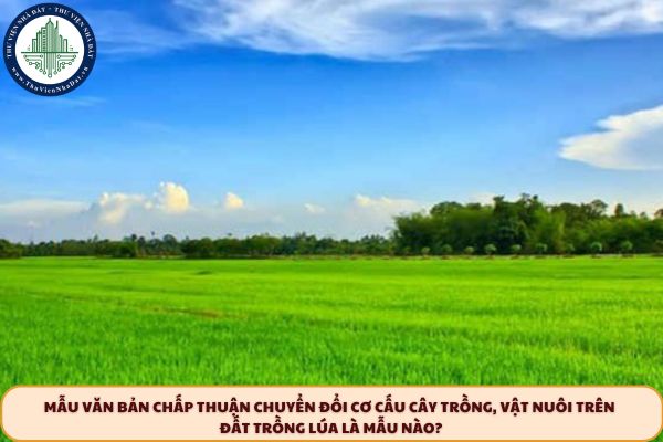 Mẫu văn bản chấp thuận chuyển đổi cơ cấu cây trồng, vật nuôi trên đất trồng lúa là mẫu nào?