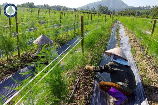 Đất nông nghiệp được Nhà nước giao cho hộ gia đình có được xem là yếu tố ảnh hưởng đến giá đất hay không? (Hình từ internet)