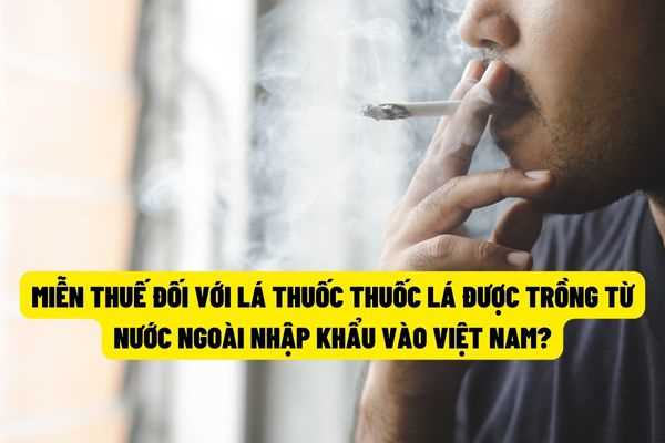 Lá thuốc lá được trồng từ nước ngoài thì có được miễn thuế khi nhập khẩu vào Việt Nam không?