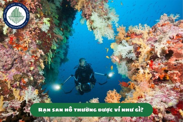 Rạn san hô thường được ví như gì? Bảo tồn hệ sinh thái san hô của Việt Nam? (hình từ internet)