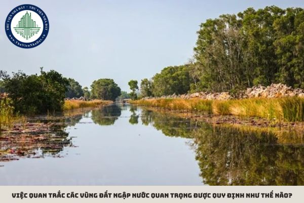 Việc quan trắc các vùng đất ngập nước quan trọng được quy định như thế nào?
