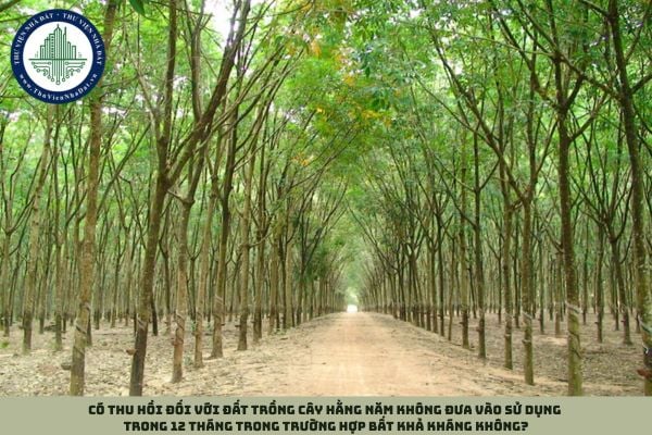 Có thu hồi đối với đất trồng cây hằng năm không đưa vào sử dụng trong 12 tháng trong trường hợp bất khả kháng không?
