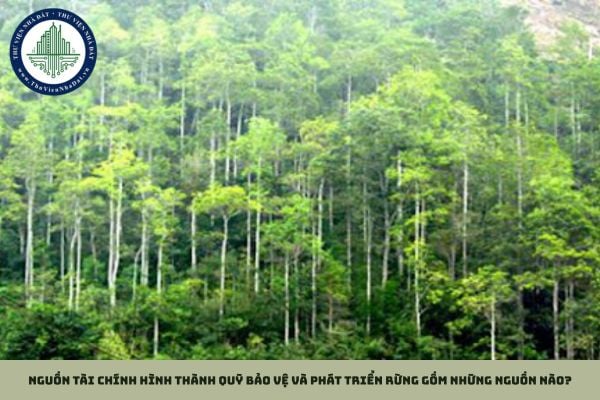 Nguồn tài chính hình thành quỹ bảo vệ và phát triển rừng gồm những nguồn nào?