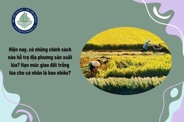 Hiện nay, có những chính sách nào hỗ trợ địa phương sản xuất lúa? Hạn mức giao đất trồng lúa cho cá nhân là bao nhiêu?