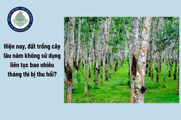 Hiện nay, đất trồng cây lâu năm không sử dụng liên tục bao nhiêu tháng thì bị thu hồi?