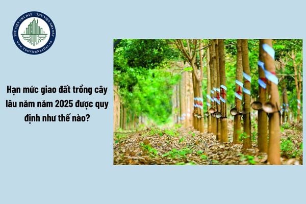 Hạn mức giao đất trồng cây lâu năm năm 2025 được quy định như thế nào?