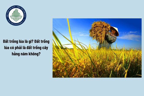 Đất trồng lúa là gì? Đất trồng lúa có phải là đất trồng cây hằng năm không?