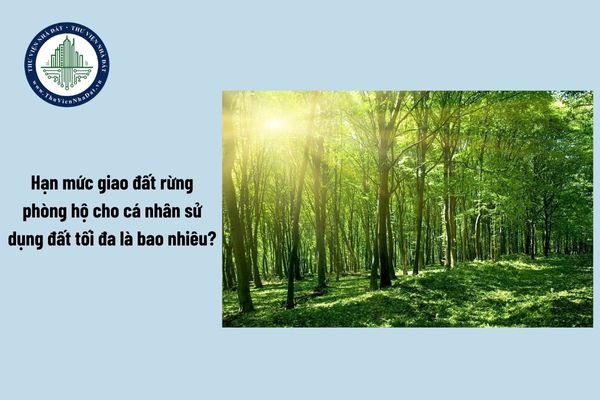 Hạn mức giao đất rừng phòng hộ cho cá nhân sử dụng đất tối đa là bao nhiêu?