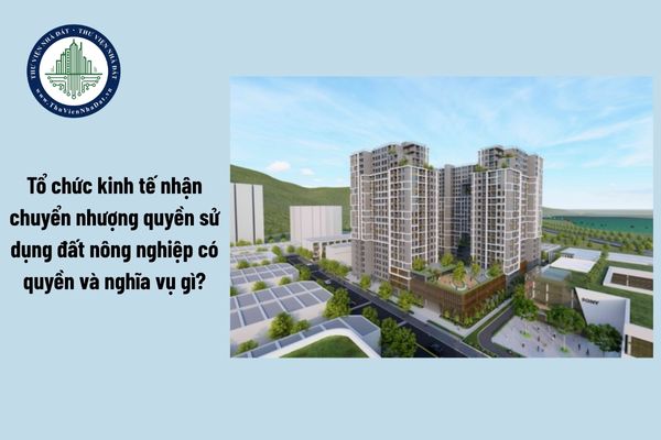 Quyền và nghĩa vụ của tổ chức kinh tế nhận chuyển nhượng quyền sử dụng đất nông nghiệp là gì?